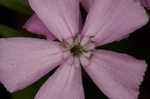 Sticky catchfly